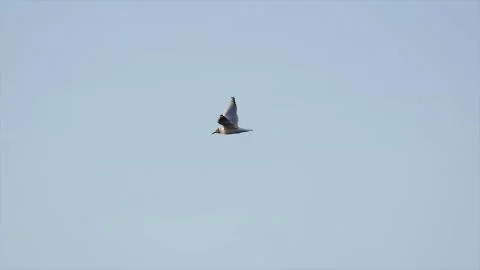 Slow Flight Seagulls Foto stock