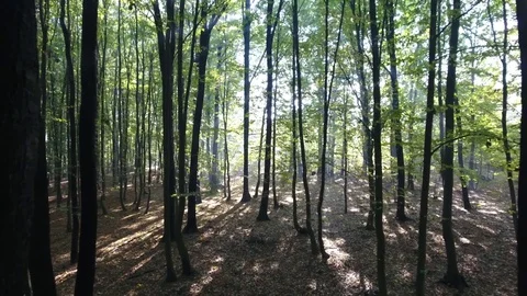 Slow flight thourgh a forest Stock Footage 78890912