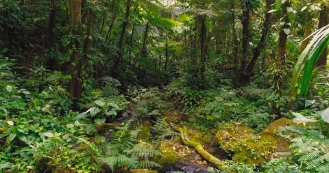 Slow flight through the atlantic forest brazil Stock Footage 104441113