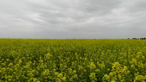 Slow flight through a field of rapeseed 库存影片 243889933