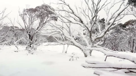 Slow Flight Through Snowy Gumtrees 4K Aerial Stock Footage 136720776