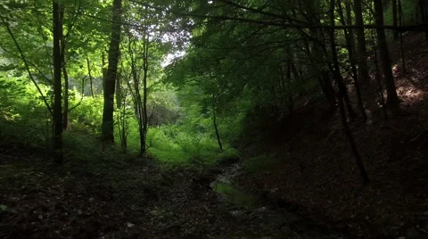 A slow flight through a wild forrest 001 Video stock 63781061