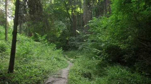 A slow flight through a wild forrest 002 Video stock 63781105