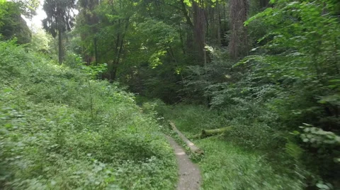 A slow flight through a wild forrest 003 Video stock 63781262