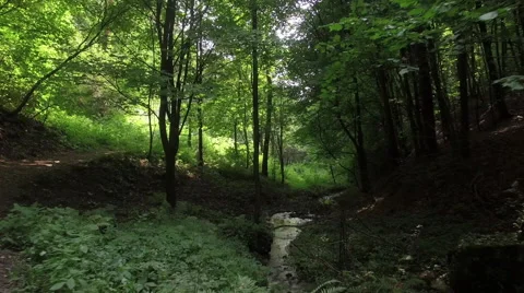A slow flight through a wild forrest 004 Video stock 63781348