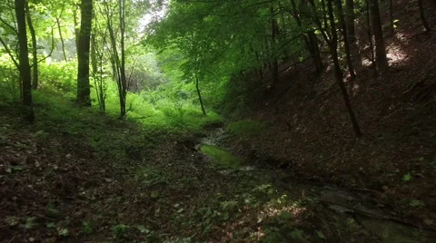 A slow flight through a wild forrest 005 Video stock 63782190