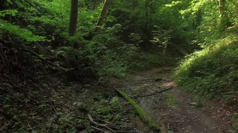 A slow flight through a wild forrest 006 Video stock 63782820
