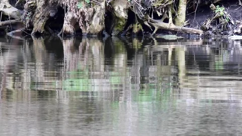 Slow flow of the river in the city park Stock Footage 104879321
