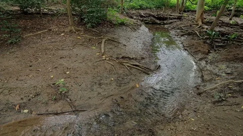 Slow flow water tream Stock Footage 126226757