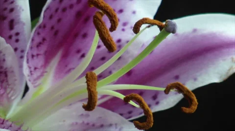 Slow flower macro pan and tilt down Stock-Footage 49107076