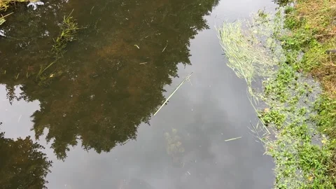 Slow Flowing Clear Water with Tree Reflections and Aquatic Plants Below Stock Footage 340338942