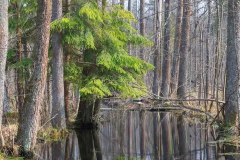 Slow flowing forest river in springtime sun with alder trees by, Bialowieza f Stock Photos