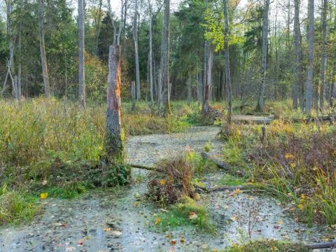 Slow flowing forest stream in sunset crossing dead trees forest, Bialowieza F Stock Photos