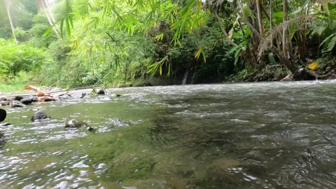 Slow-Flowing River Beneath Tall Bamboo – Java Indonesia Stock Footage 323064481