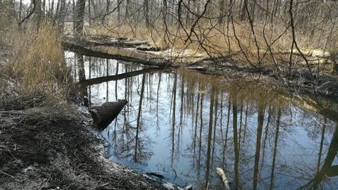 Slow flowing river crossing springtime riparian stand in full sun, Bialowieza Stock Photos