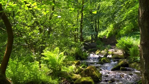 Slow flowing river stream flowing gently over rocky waterfalls. Wyming Brook Stock Footage 243834885
