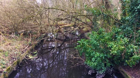 Slow flowing river with trees and a bush reflecting in the water Stock Footage 86248397