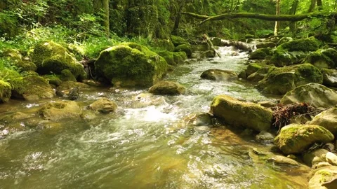 Slow fly above sunny forest stream Stock Footage 337240329