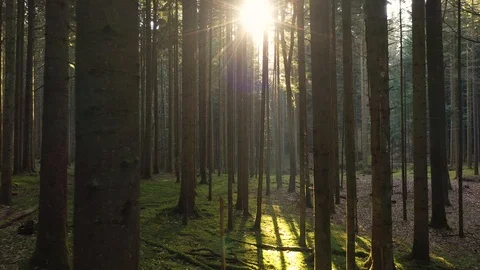 Slow fly between trees in sunny forest Vídeos de archivo 123322556
