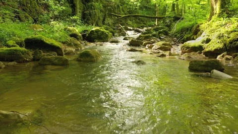 Slow fly close to magic forest stream Stock Footage 337234569