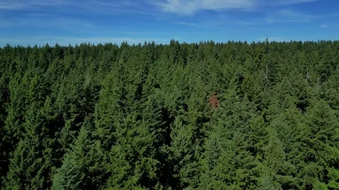 Slow Fly Forward Above Perfect Untouched Evergreen Forest Stock Footage 249113514