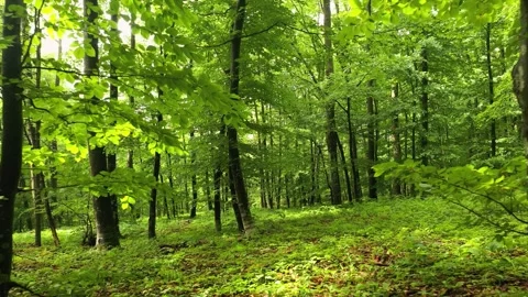 Slow fly inside green forest trees landscape Stock Footage 337427321