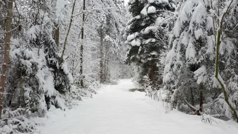 Slow fly movement inside winter snowy woods Stock Footage 324200116