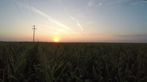 Slow fly over corn field in the sunset in the low altitude Stock Footage 67818331