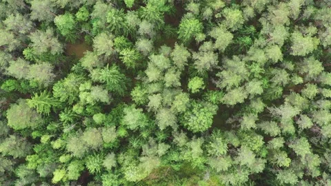 Slow fly over green pine forest top down view, 4k video Stock Footage 132606332