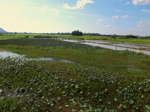 Slow fly over lotus field at sunset in Cambodia 스톡 동영상 71786569