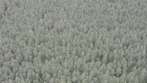 Slow fly over pine forest, 4k video, unedited Stock Footage 132604684
