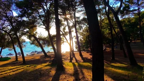 Slow fly over pine forest with suny backround Stock Footage 313504149