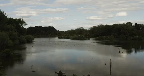 Slow fly over pond with white wood storks Stock Footage 108233201