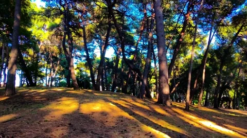 Slow fly throo yellow pine forest Stock Footage 313504288