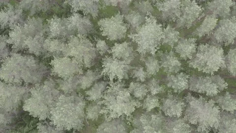 Slow fly top down view over pine forest, 4k video, unedited Stock Footage 132605270