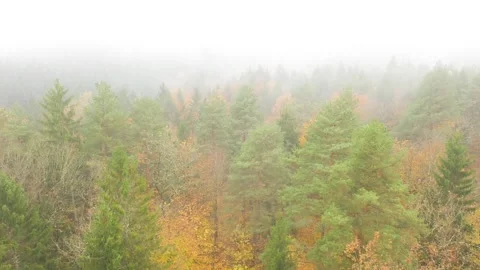 Slow flying above cloudy and foggy autumn woods Stock Footage 323493389