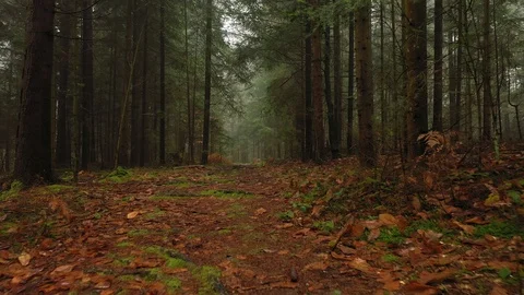 Slow flying above forest path Vídeos de archivo 125486637
