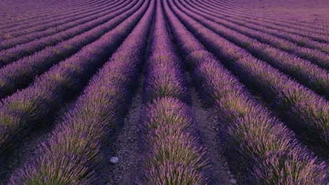 Slow Flying Backwards Over Purple Lavender Fields at Sunset Rows of Plants .. Stock Footage 312558966