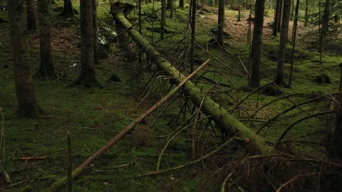 Slow flying close to fallen tree in the woods Stock Footage 341157216