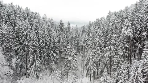 Slow flying in cold snowy forest landscape Stock Footage 324199763