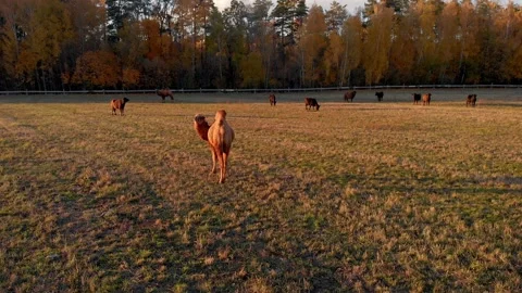 Slow flying on a drone around a camel standing on a farm among cows in Russia Stock Footage 167684713