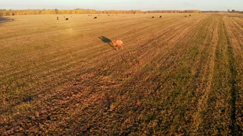 Slow flying on a drone around a camel standing on a farm among cows in Europe Stock Footage 167684719