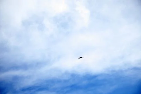 The slow-flying eagle in the sky. Stock Photos