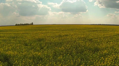 Slow flying low over the flowering yellow field. Aerial. Stock Footage 37669647