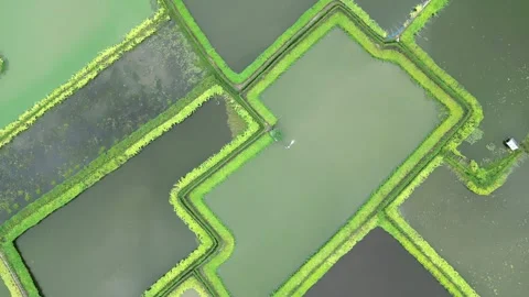 Slow flying over Cool Looking Fish + Agriculture Projects and slow reveal Stock Footage 284826780