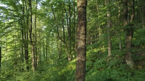 Slow flying through beautiful green forest Stock Footage 260402865