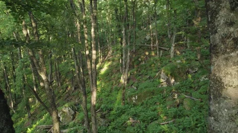 Slow flying through beautiful green forest Stock Footage 260402889