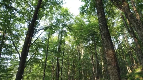 Slow flying through beautiful green forest Stock Footage 260403601