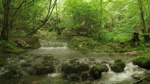 Slow flying through the forest over the beautiful mountain stream Stock Footage 218318799