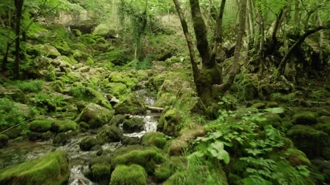 Slow flying through the forest over the beautiful mountain stream Stock Footage 218319132